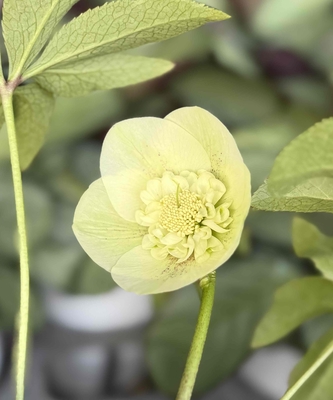 ●８時だよ）ライムグリーン多弁sd【No125】