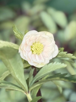 ●８時だよ）野田の覚醒　小輪系ホワイトddパステルピンクスポット【No126】