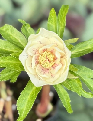 ●８時だよ）野田の覚醒　クリームゴールドddレッドスポット【No127】