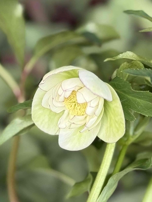 野田の優しさ　グリーン＆ホワイト【No128】