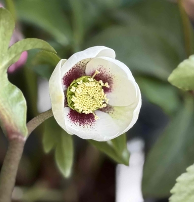 ●８時だよ）野田の覚醒　丸カップレッドパウダーフラッシュ【No132】