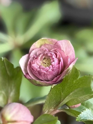 ●８時だよ）野田の覚醒　小輪アンティークピンク超多弁dd【No134】