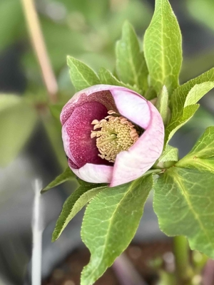 ●８時だよ　野田の覚醒　リバーシブルレッドベイングラデーションss【No136】