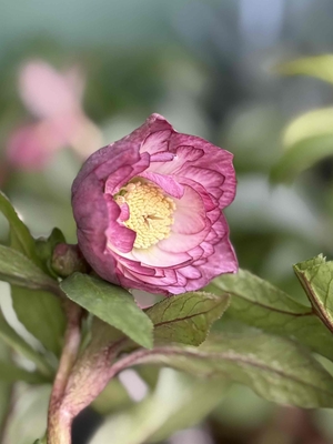 野田の宝　小輪多弁系リバーシブル【No137】