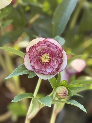 ●８時だよ）野田の覚醒　小輪系段咲き多弁ピコティ【No104】