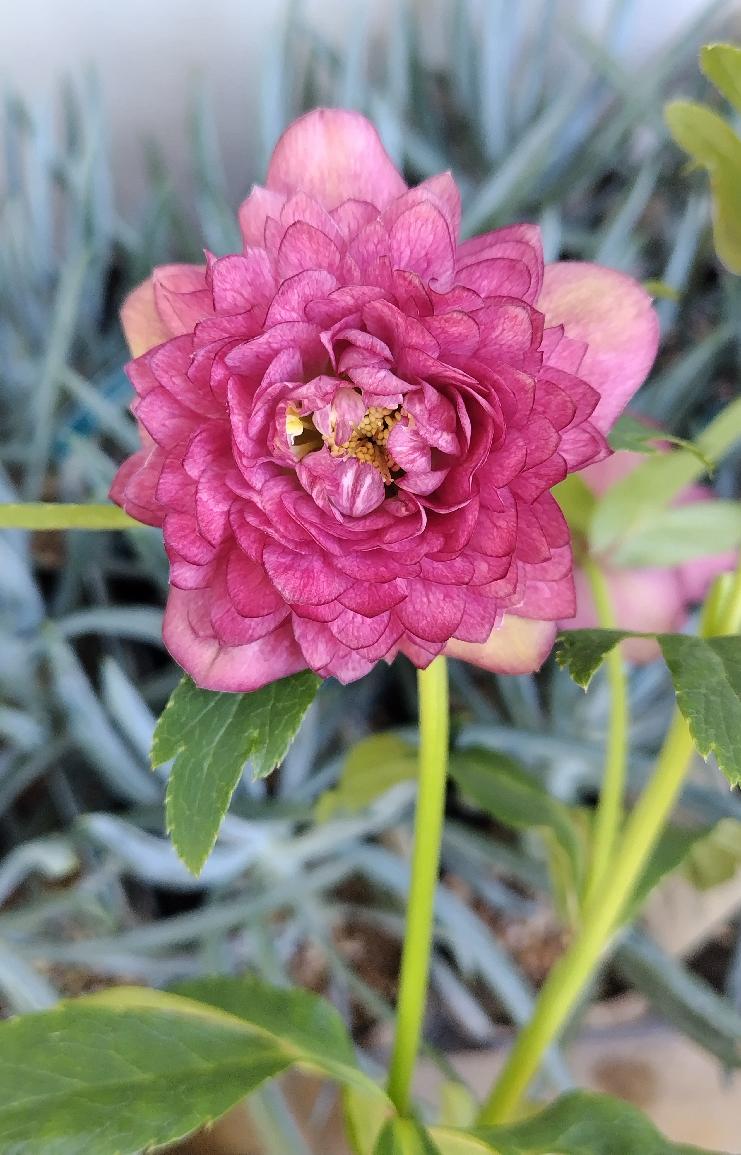 野田の宝 ピンクグラデーションdd超多弁 【No145】 | グリーンホビー