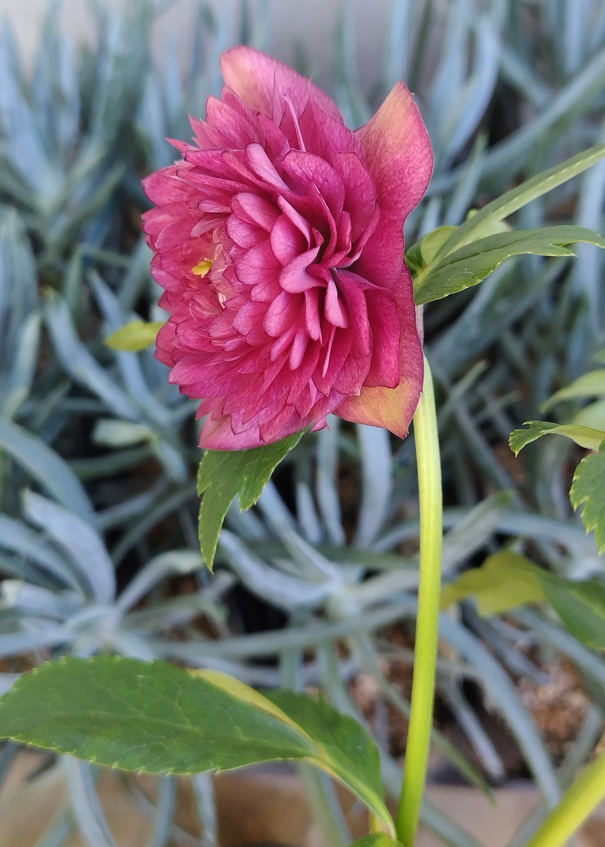 野田の宝 ピンクグラデーションdd超多弁 【No145】 | グリーンホビー