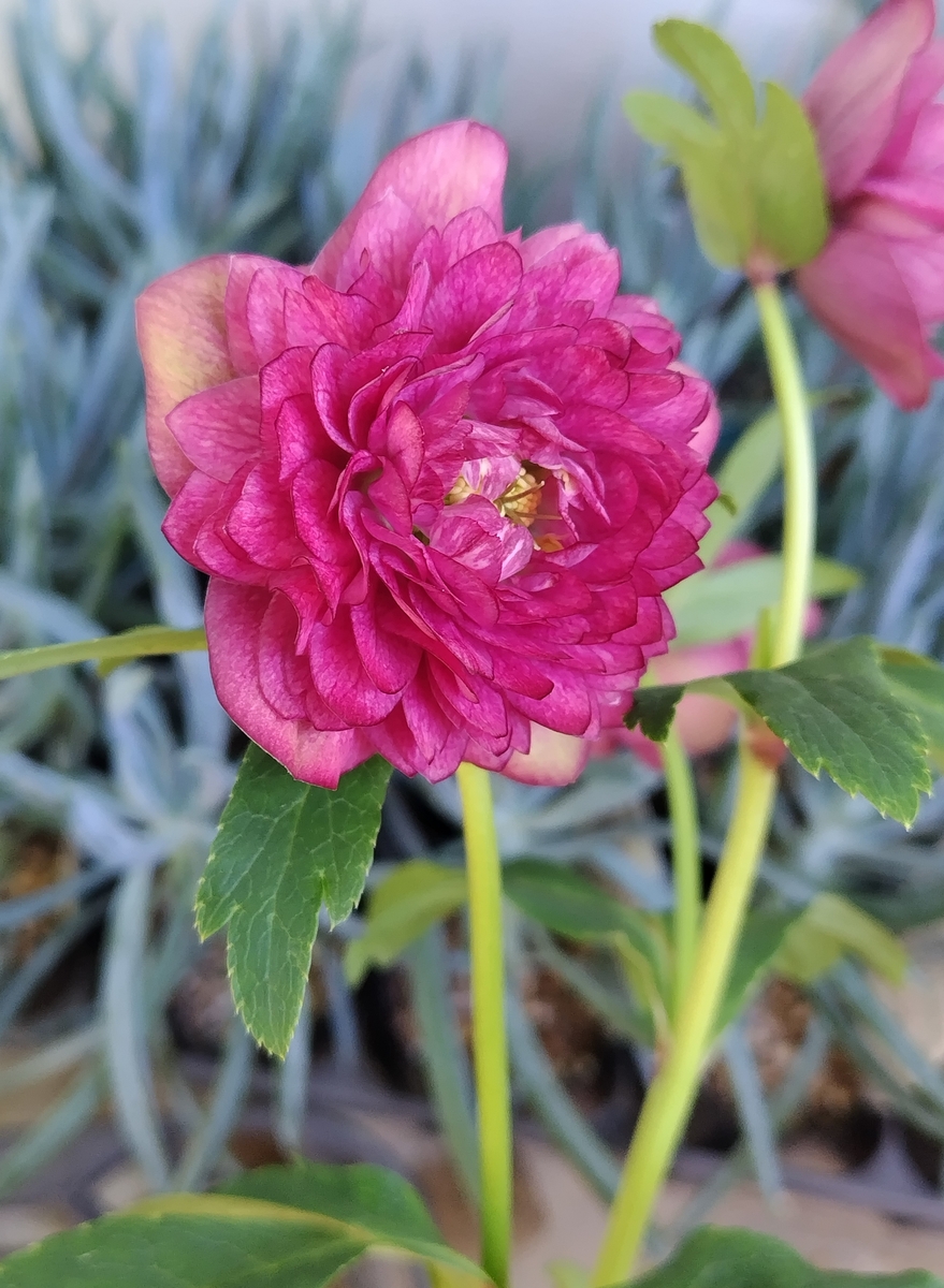 野田の宝 ピンクグラデーションdd超多弁 【No145】 | グリーンホビー