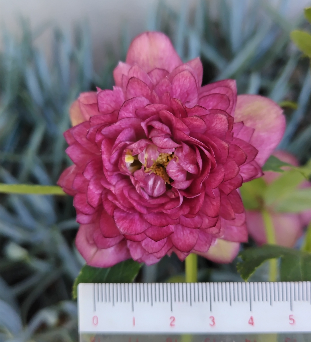 野田の宝 ピンクグラデーションdd超多弁 【No145】 | グリーンホビー