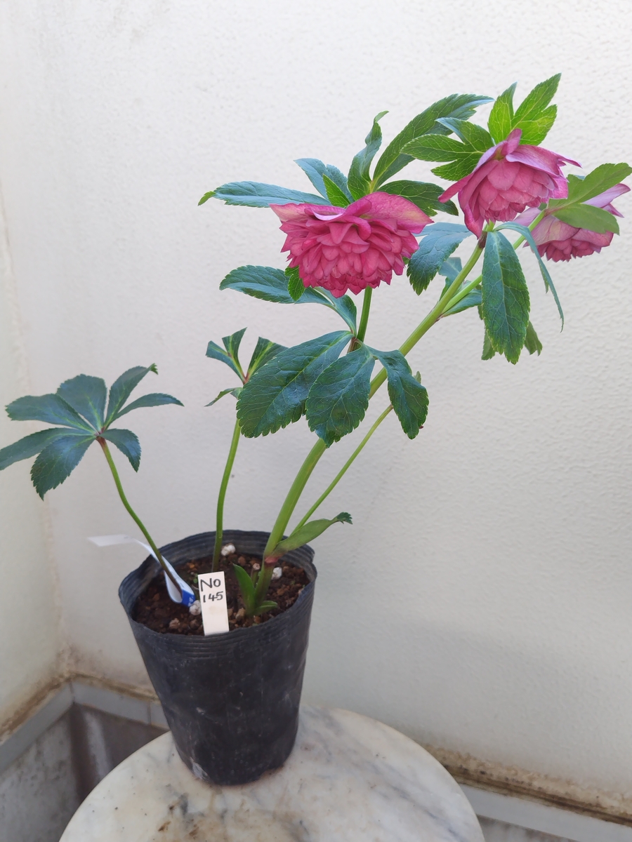 野田の宝 ピンクグラデーションdd超多弁 【No145】 | グリーンホビー