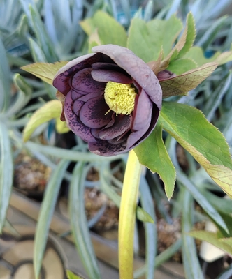 クリスマスローズ | グリーンホビー