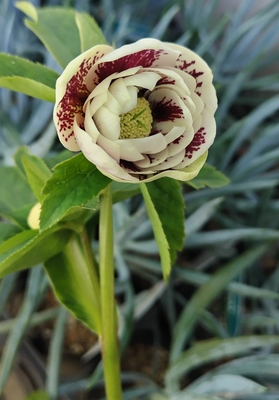 野田の宝　　リバーシブルクリームdd激ブロッチ【No143】