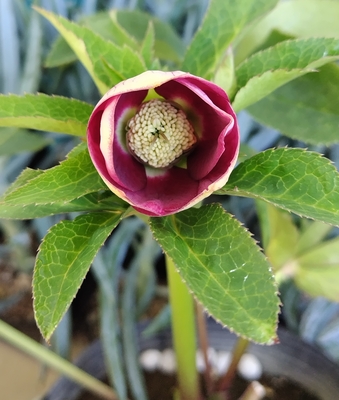 クリスマスローズ | グリーンホビー