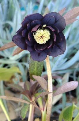 野田の覚醒　パープル系リバーシブル小輪dd内側ブラック系　【No141】