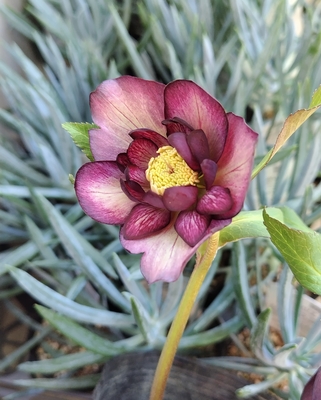 野田の力　リバーシブルddバイカラー【No147】