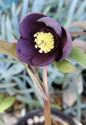 野田の覚醒　ダークブラウンsd　【No138】