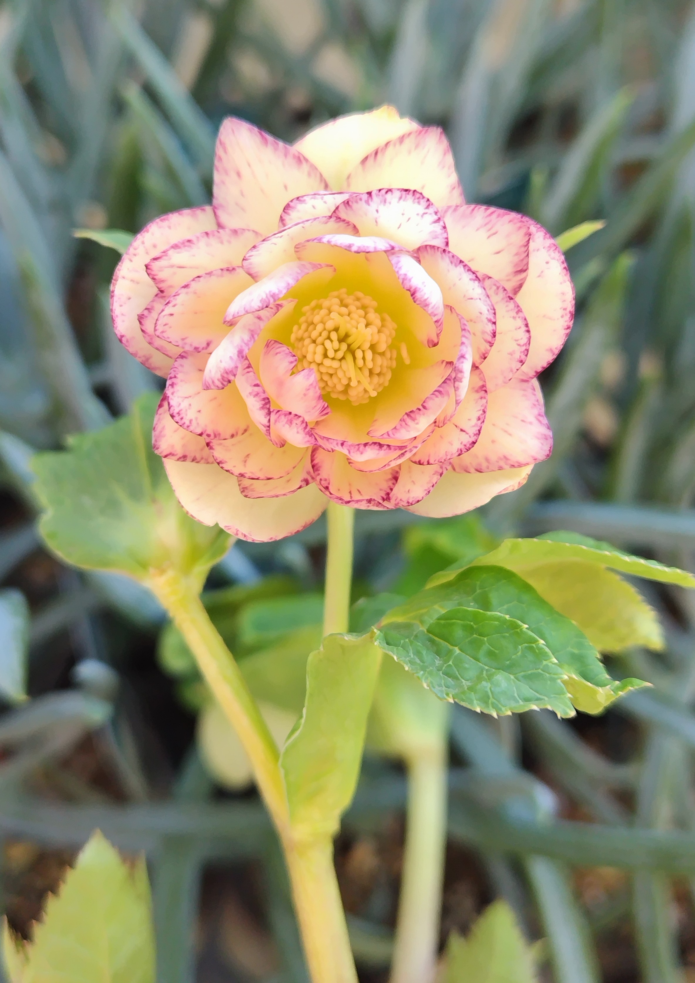 ゴールドddパステルピンクピコティ【ka561】蕾なし | グリーンホビー