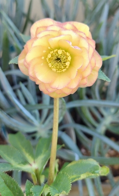 加藤農園さんのクリスマスローズ | グリーンホビー