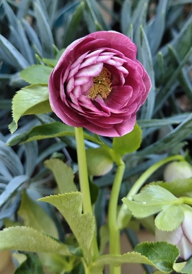 ●８時だよ）リバーシブル系アンティークピンクグラデーション多弁【ka563】