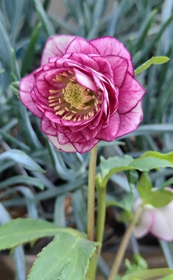 パッションレッド網目ベイン多弁系dd【ka564】蕾なしの為大特価