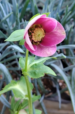 ●８時だよ）ピンクグラデーションエッジヌケsdイエロー系リップネクタリー【ka565】