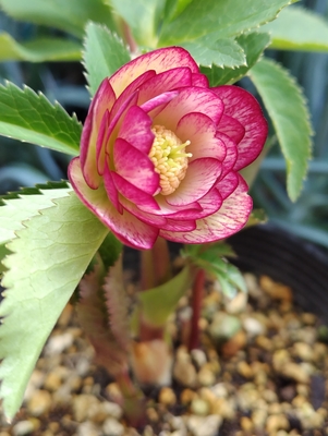 裏発色ピンクグラデーションddリバーシブルピンクグラデーションピコティ【ka566】蕾なし