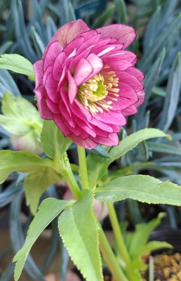 小輪ピンクグラデーション多弁【ka567】蕾なし特価