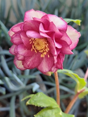 バイカラーレッドグラデーションゴールドdd【ka568】蕾なし特価