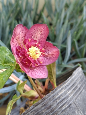 加藤農園さんのクリスマスローズ | グリーンホビー