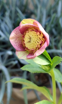 パステルピンクベイン多弁sd【ka378】