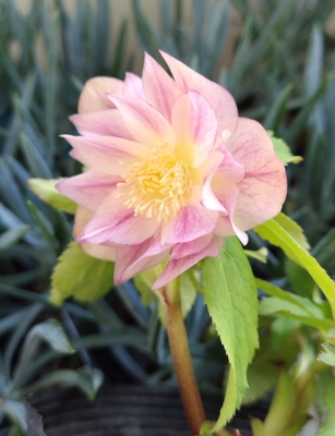 加藤農園さんのクリスマスローズ | グリーンホビー