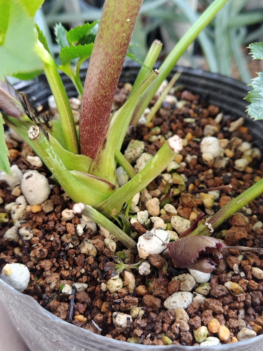 翡翠【Wa64】 | グリーンホビー