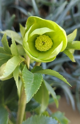 グリーンssグリーンネクタリー良型【Wa66】　