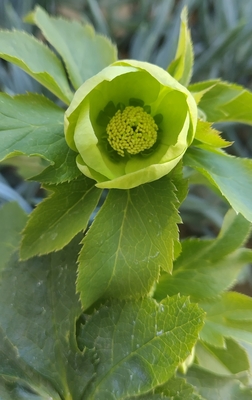 グリーン小輪系良型カップss【Wa69】　