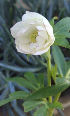 ホワイトdd糸ピコティ【ka569】