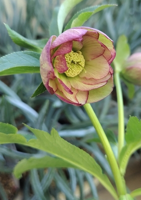 内ライムグリーンdd【Wa70】　蕾なし