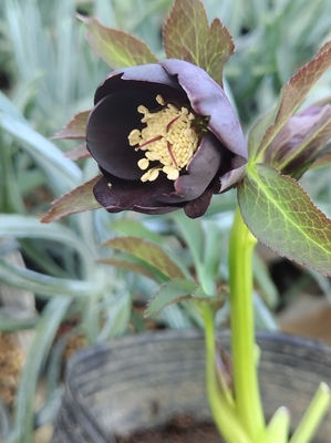 野田の宝　小輪漆黒系ブラック【No160】