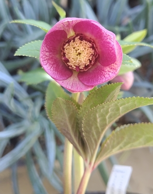 ピンクグラデーションベインsdゴールド【ka268】