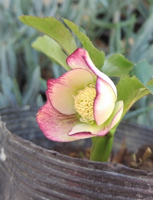 野田の覚醒　ブライヤーローズの様な絶妙な色の入り方　【No149】