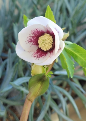 野田の宝　ホワイト良型ssレッドスポットフラッシュレッドネクタリー【No158】