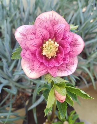 野田の衝撃　レッドグラデーションベインdd多弁エッジヌケストロベリーリングフラッシュ　【No155】