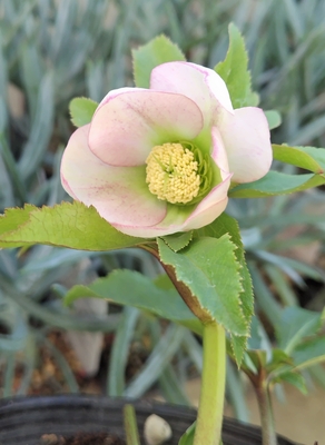 野田の衝撃　パステルピンクパウダー　【No156】