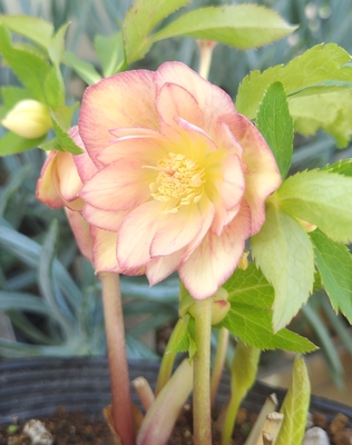 野田の輝き　クリームゴールドddエッジアプリコットグラデーション　【No153】