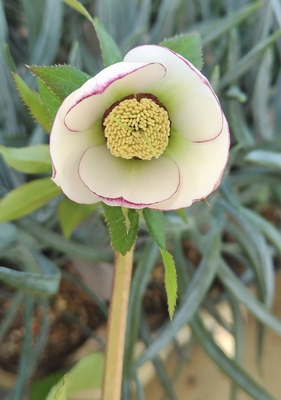 野田園芸さんのクリスマスローズ | グリーンホビー