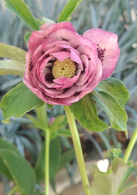 ピンクリバーシブルパステルペールピンク多弁dd激ブロッチ【No152】