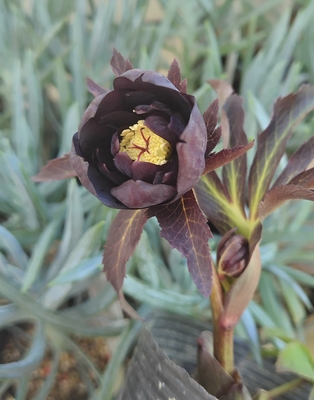 苞葉まで楽しめる小輪系ddダークブラウン【No151】