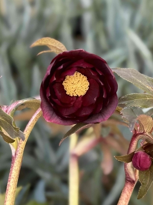 ベタレッドオーレアdd【Hi105】