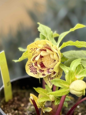 グリーンゴールドddレッドブロッチ【Hi108】