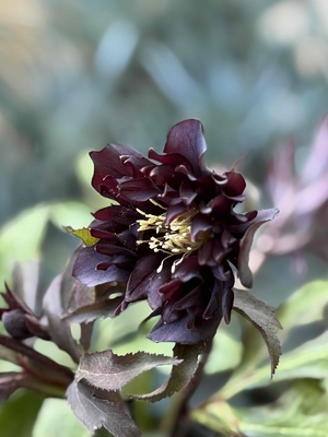 ブラックマジック系多弁dd【Hi110】