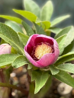 リバーシブルレッドオーレアsd【Hi111】